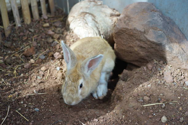 istock A rabbit coming out of den 1000956276
