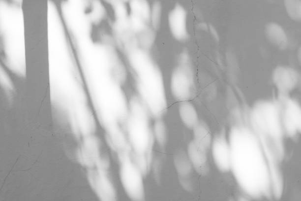 istock Black and White abstract background textuer of shadows leaf on a concrete wall 1000956402