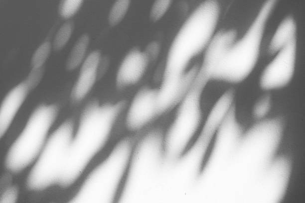 istock Black and White abstract background textuer of shadows leaf on a concrete wall 1000958774