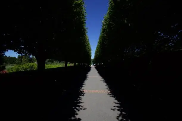 A path with trees on either side.