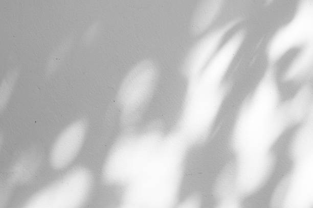 istock Black and White abstract background textuer of shadows leaf on a concrete wall 1000959100