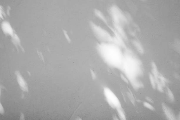istock Black and White abstract background textuer of shadows leaf on a concrete wall 1000959190