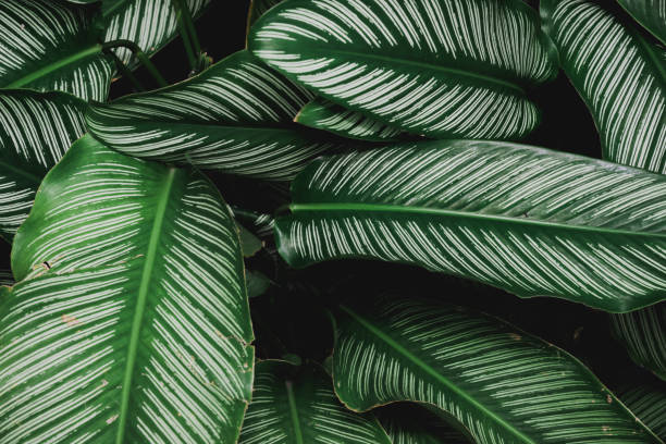 istock Abstract nature Green leaf background and beautiful wallpaper. 1000959940