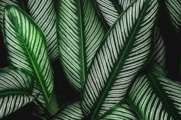 istock Abstract nature Green leaf background and beautiful wallpaper. 1000959978