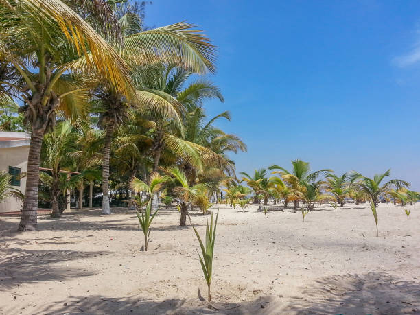 tropical beach with palm trees in Angola tropical beach with palm trees, sand and blue sky, located on the island of Mussulo in Luanda, Angola luanda stock pictures, royalty-free photos & images