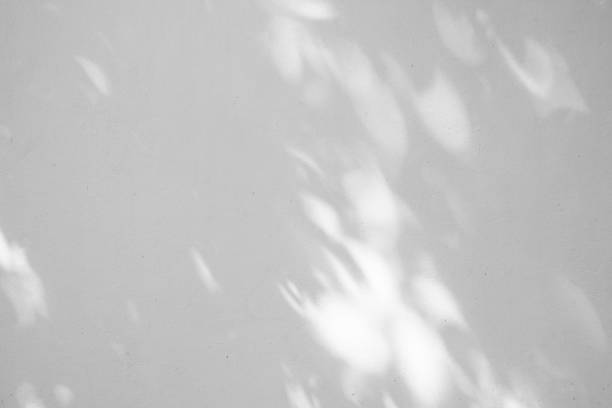 istock Black and White abstract background textuer of shadows leaf on a concrete wall 1000962890