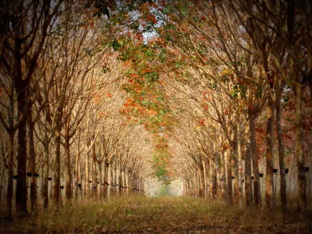 Photo of rubber plantation