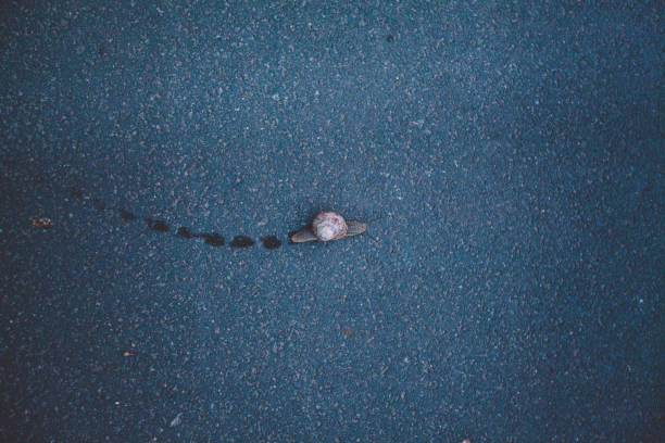 Three snails racing towards red finish line