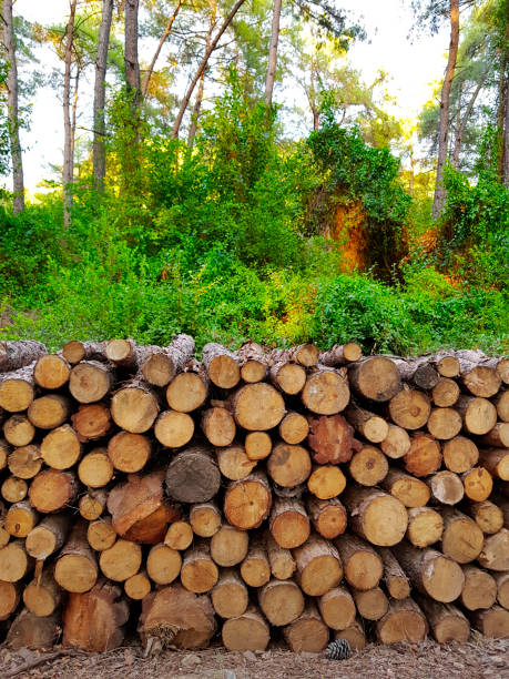 istock Logs in forest, Turkey. Taken on Mobile Device 1000963600