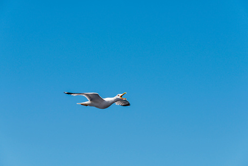 One seagull is flying in blue sky, Greece.