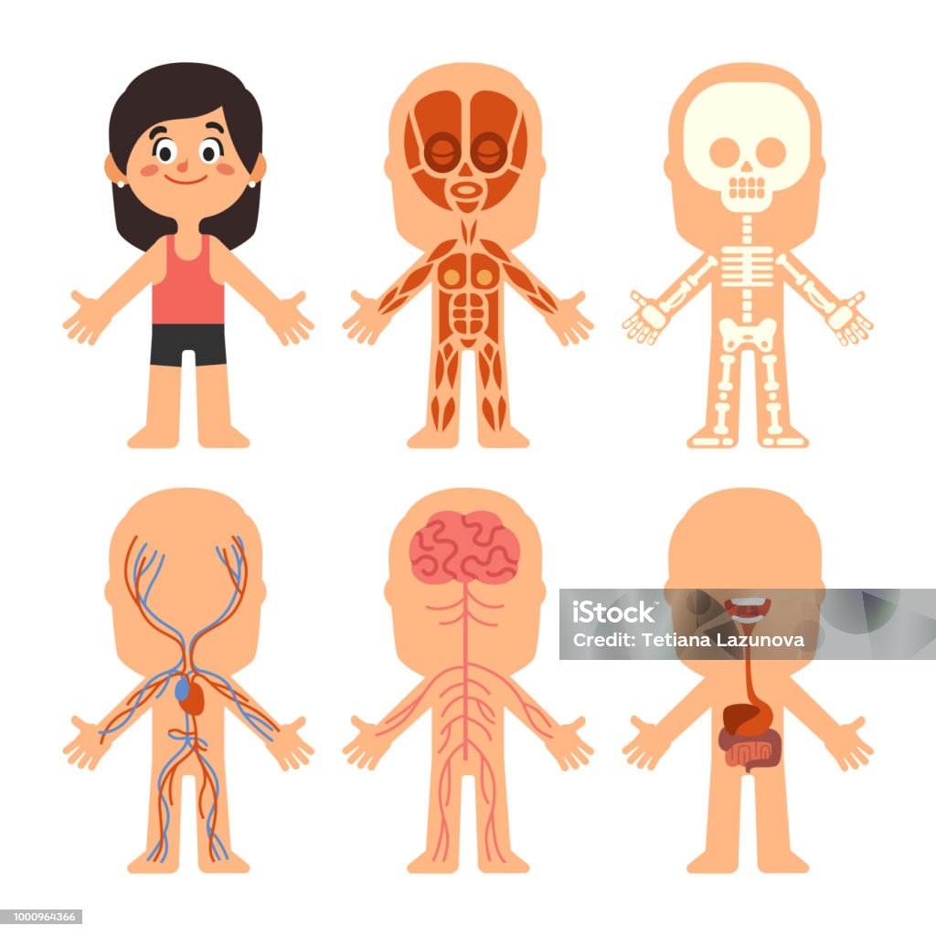 Cartoon Girl Body Anatomy Woman Veins Organs And Nervous System Biology  Chart Human Skeleton And Muscle Systems Vector Illustration Stock  Illustration - Download Image Now - iStock