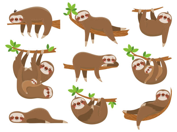 Cartoon sloths family. Adorable sloth animal at jungle rainforest. Funny animals on tropical forest trees vector set Cartoon sloths family. Adorable sloth sleepy animal at jungle rainforest different lazy sleeping. Funny brown cute animals happy sleep on tropical forest trees vector icons isolated set lazy stock illustrations