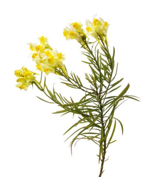 istock Field flower Linaria it is isolated on a white background, closeup 1000973334