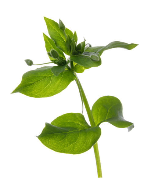 istock Grass Stellaria isolated on white background 1000973366