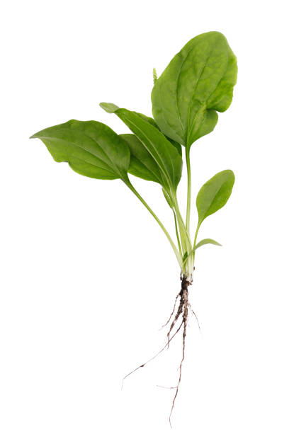 istock Medicinal plants: plantain leaves with a root isolated on white background, top view 1000973370
