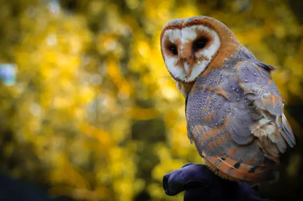 A juvenile Barn Owl perched gloved finger of handler