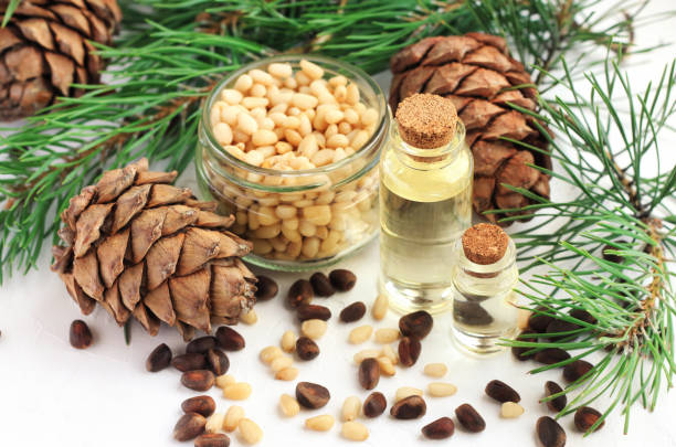cedar nut oil in bottles, pine cones and green boughs, seeds in jar and scattered on table. - pine nut nut seed vegan food imagens e fotografias de stock