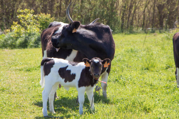 istock Breton Pie Noire calf and cow 1000981224