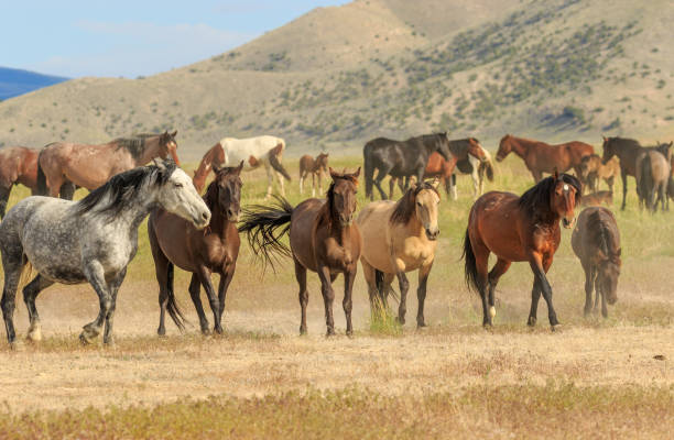 istock Wild Horses in the Utah Desert 1000997330