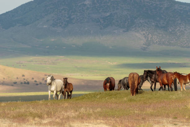 istock Wild Horses in the Utah Desert 1000997850
