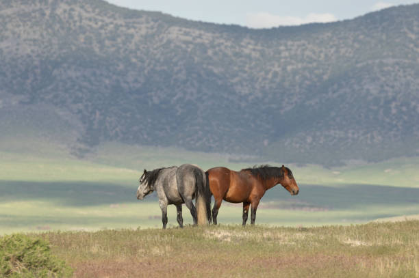 istock Wild Horses in the Utah Desert 1000997954