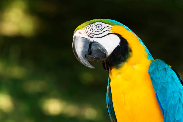 istock Blue and yellow macaw (Ara ararauna) portrait 1001000244
