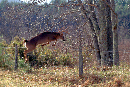 A male Whitetail Deer jumps over a fence at the edge of an old homestead in Tennessee.