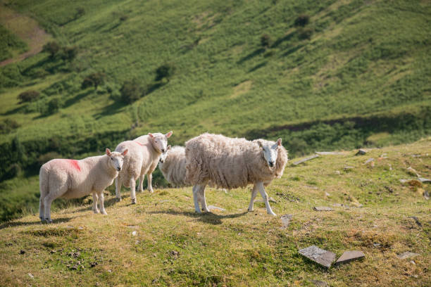 istock Sheep grazing in Summer landscape in Brecon Beacons National Park 1001017472