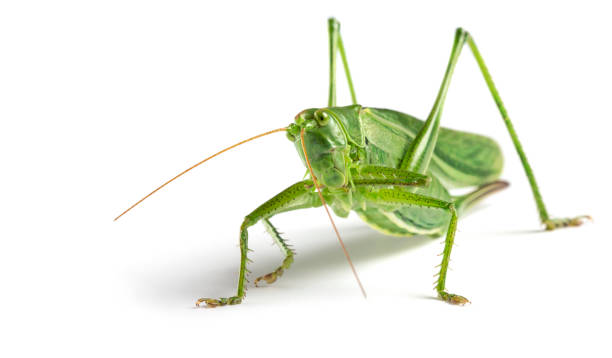 istock Big green grasshopper on white background close up 1001017492