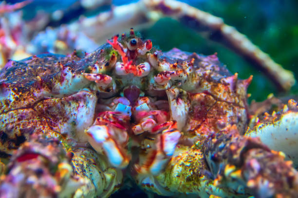 istock Big king Kamchatka crab. Close-up. 1001018350
