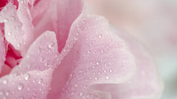 istock Piony close up, copy space, banner 1001021754