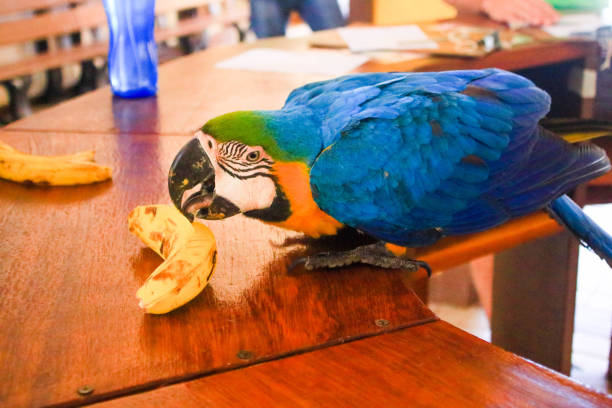 Blue macaw eating banana on desk