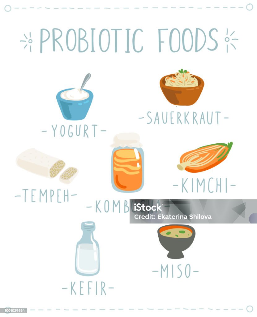 Vector set of hand drawn icons of natural Probiotic foods. Cartoon style illustration of gut healthy fermented products such as Kefir, Sauerkraut, Tempeh, Kombucha, Kimchi, Yogurt and Miso Yogurt stock vector