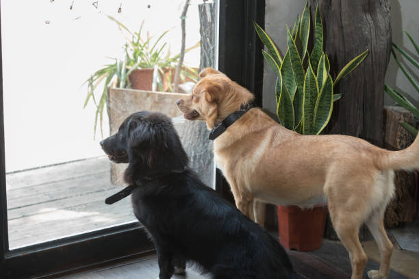 istock Doggies Door 1001030732