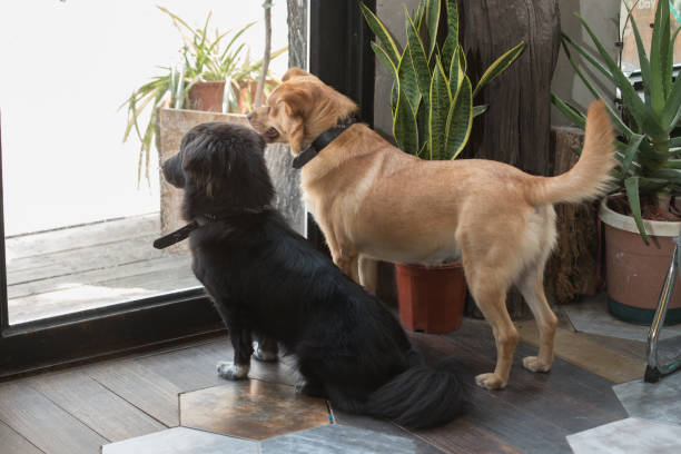 istock Doggies Door 1001030790
