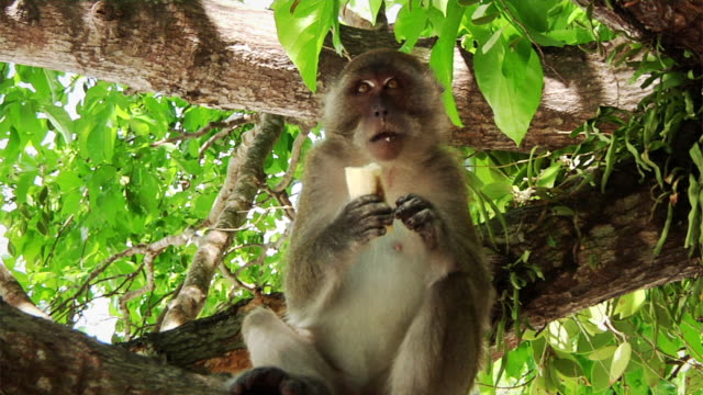 Monkey (HD 1080)