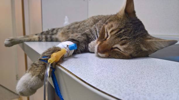 A cat in a veterinary clinic A beautiful striped cat with an intravenous catheter on the front paw obtains the required drug solution for recovery weak cat stock pictures, royalty-free photos & images