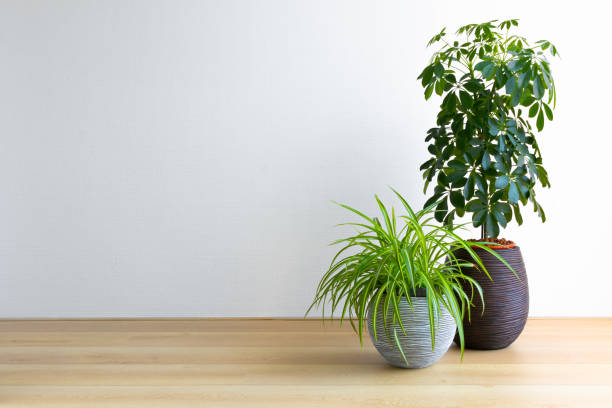 bright living room with two houseplants horizontal image of a bright living room with two houseplants, Umbrella Tree and Spiderplant, Schleffera Compacta, Chlorophytum Comosum, copy space spider plant photos stock pictures, royalty-free photos & images