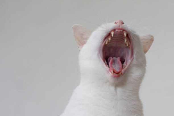 A portrait of a playful, cute kitten on a gray background.