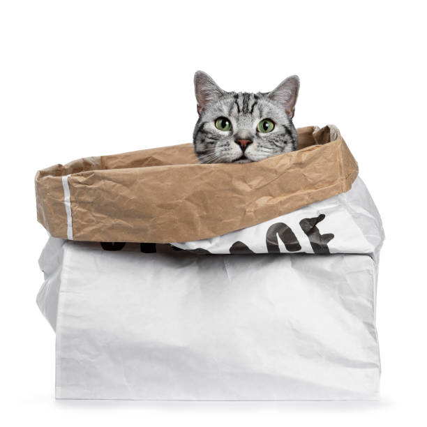 istock Cute black silver tabby British Shorthair sitting in rolled down paper bag looking over edge straight in camera, isolated on white background with head resting on edge of bag 1001049250