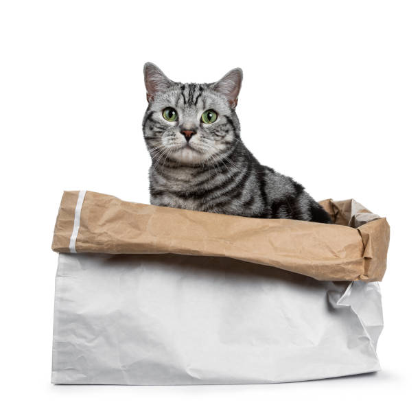 istock Cute black silver tabby British Shorthair sitting in rolled down paper bag looking over edge straight in camera, isolated on white background 1001049268