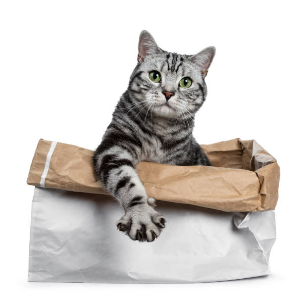 istock Cute black silver tabby British Shorthair sitting in rolled down paper bag looking over edge straight in camera, isolated on white background with paw stretched over edge 1001049270