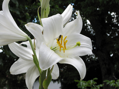 St. Anthony's Lily and a Wasp