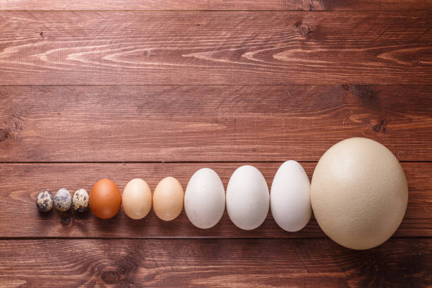 istock Egg of different birds on a farm 1001075012