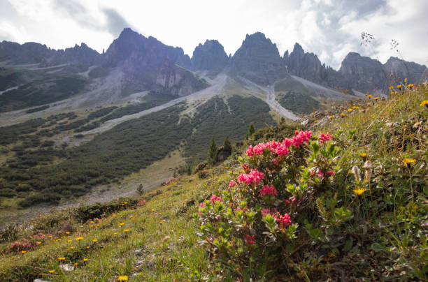 istock Flowers in the alps 1001076248