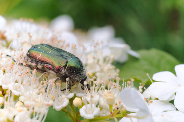 istock May beetle Melonlotha on fresh leaves of a tree pollinates flowers 1001078392