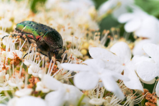 istock May beetle Melonlotha on fresh leaves of a tree pollinates flowers 1001078410