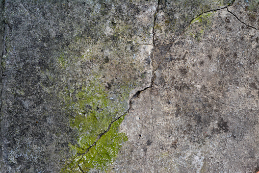 fragment of old gray cement with cracks and green moss, close up