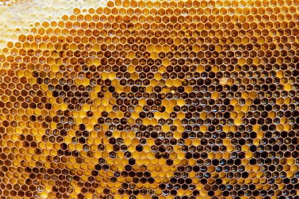 Photo of Honeycombs with honey. Natural background.