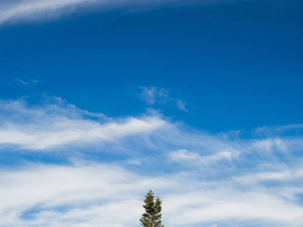 istock Isolated tree top on a blue cloudy sky in summer 1001102448